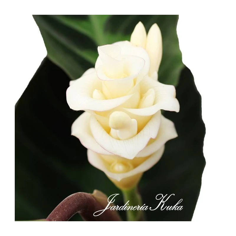 Calathea Warscewiczii 2 Calathea Warscewiczii - Imagen 2