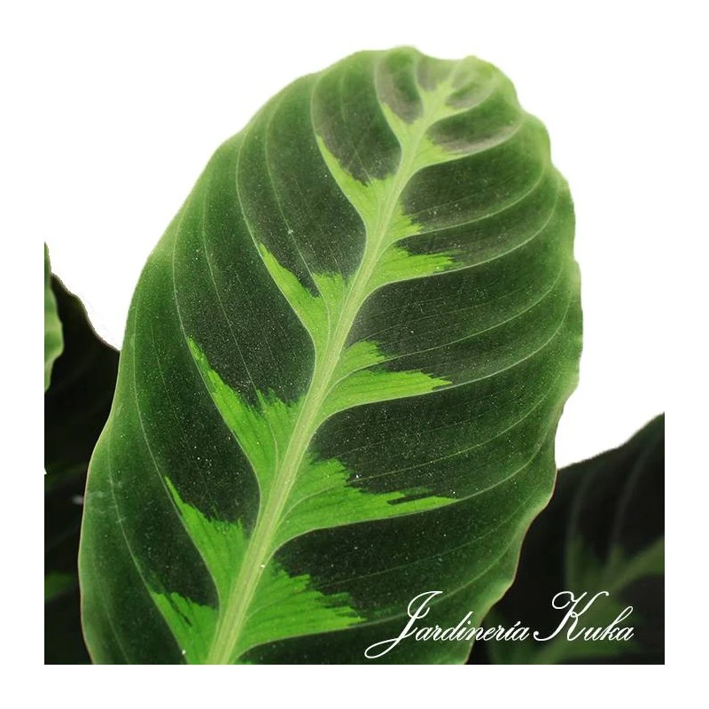 Calathea Warscewiczii 3 Calathea Warscewiczii - Imagen 3