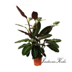 Calathea Warscewiczii