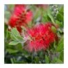 Callistemon Citrinus "splendens"
