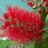 Callistemon Viminalis Mini Red