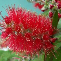 Callistemon Viminalis Mini Red