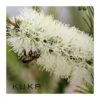 Callistemon White Salignus