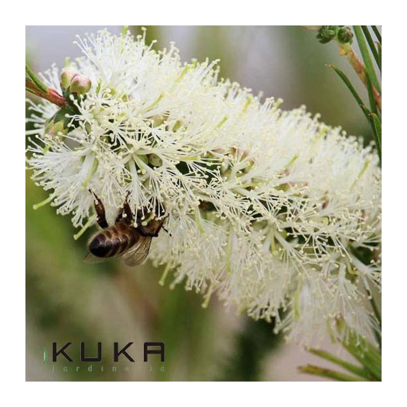 Callistemon White Salignus 1 Callistemon White Salignus