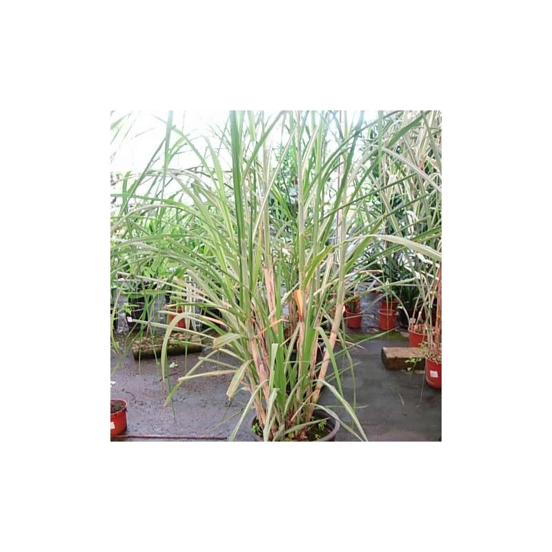 Caña De Azucar 1 Caña De Azucar