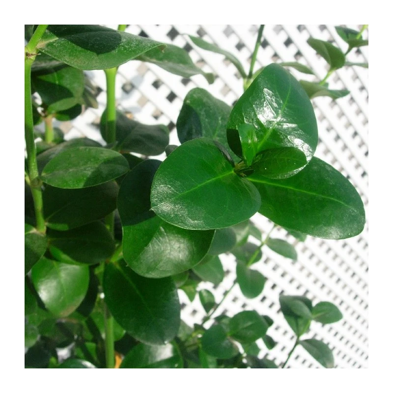 Carissa Grandiflora 2 Carissa Grandiflora - Imagen 2