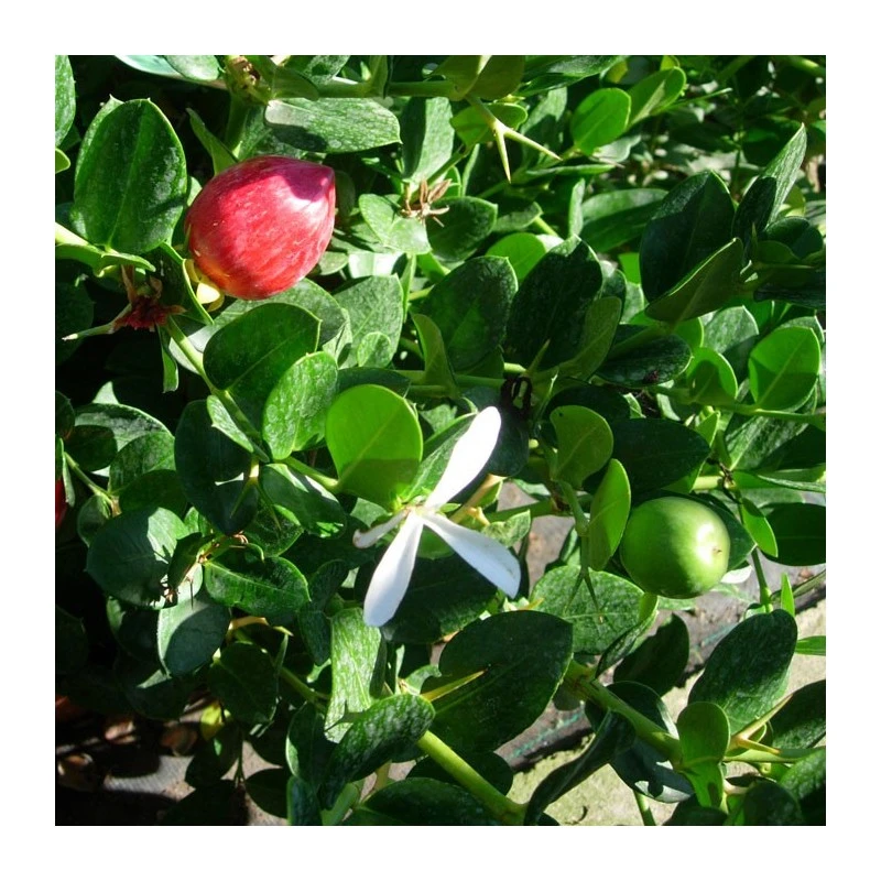 Carissa Grandiflora 1 Carissa Grandiflora