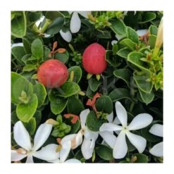 Carissa Macrocarpa Desert Star 4 Carissa Macrocarpa Desert Star -Jardín Y Exteriores carissa macrocarpa desert star 1