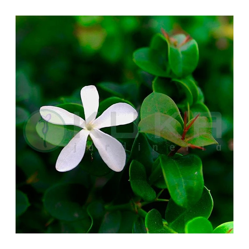 Carissa Macrocarpa Desert Star 3 Carissa Macrocarpa Desert Star - Imagen 3