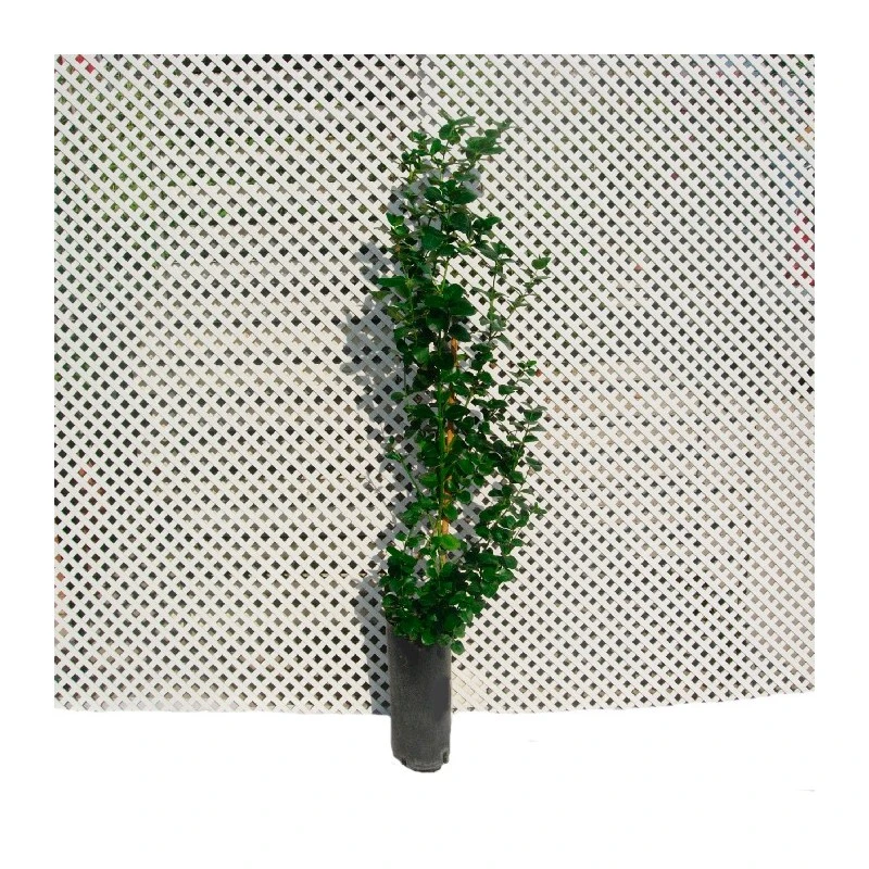 Carissa Macrocarpa Desert Star 1 Carissa Macrocarpa Desert Star