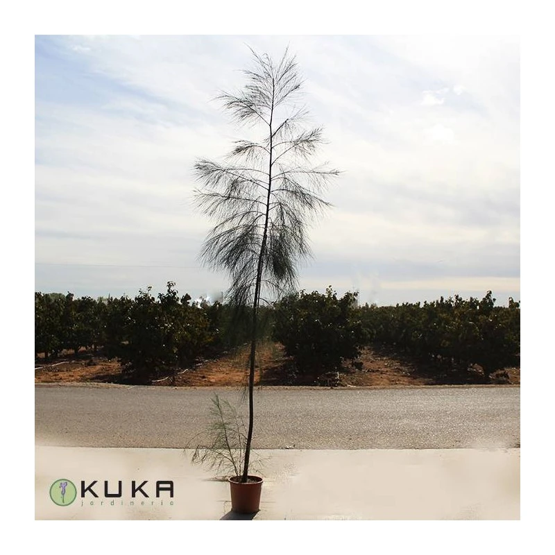 Casuarina Equisetifolia 2 Casuarina Equisetifolia - Imagen 2