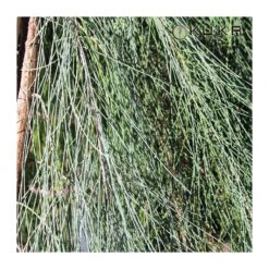 Casuarina Equisetifolia 6 Casuarina Equisetifolia -Jardín Y Exteriores casuarina equisetifolia 2