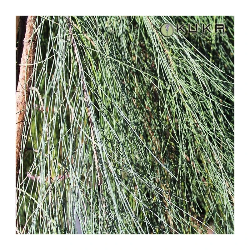Casuarina Equisetifolia 3 Casuarina Equisetifolia - Imagen 3