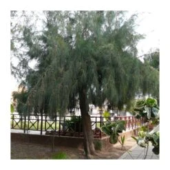 Casuarina Equisetifolia 7 Casuarina Equisetifolia -Jardín Y Exteriores casuarina equisetifolia 3