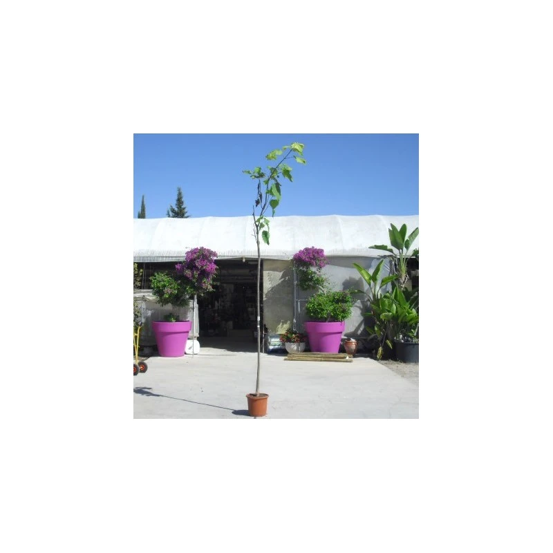 Catalpa Bignoinoides 2 Catalpa Bignoinoides - Imagen 2