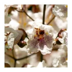 Catalpa Erubencens Purpurea -Jardín Y Exteriores catalpa erubencens purpurea 2