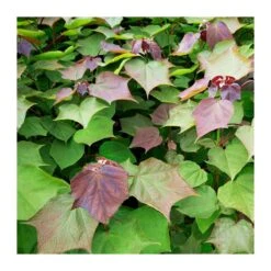 Catalpa Erubencens Purpurea