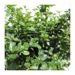 Ceanothus Thirsiflorus Repens -Jardín Y Exteriores ceanothus thirsiflorus repens 2