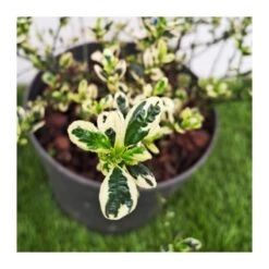 Ceanothus Variegata -Jardín Y Exteriores ceanothus variegata 2