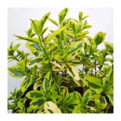 Ceanothus Variegata -Jardín Y Exteriores ceanothus variegata 3