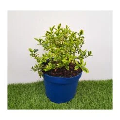 Ceanothus Variegata -Jardín Y Exteriores ceanothus variegata 4