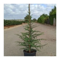 Cedro Libano -Jardín Y Exteriores cedro libano 1