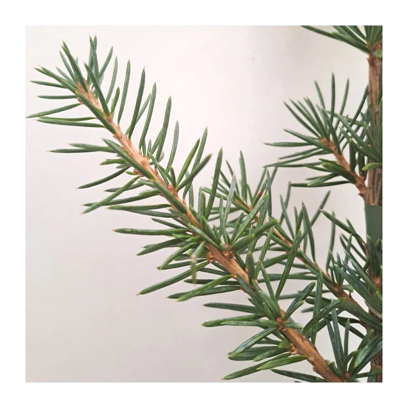 Cedro Libano Glauca Péndula 2 Cedro Libano Glauca Péndula - Imagen 2