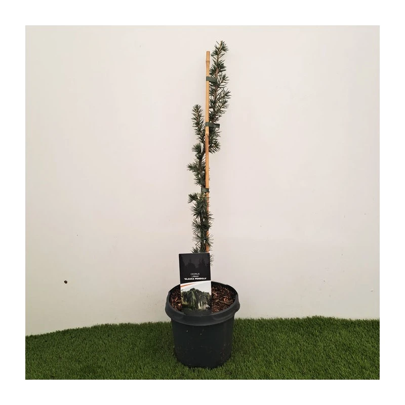 Cedro Libano Glauca Péndula 1 Cedro Libano Glauca Péndula