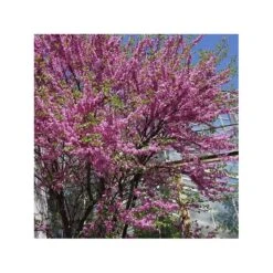 Cercis Siliquastrum