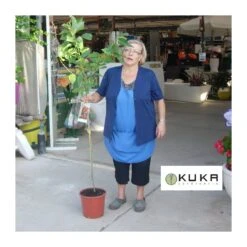 Cerezo Bing -Jardín Y Exteriores cerezo bing 1