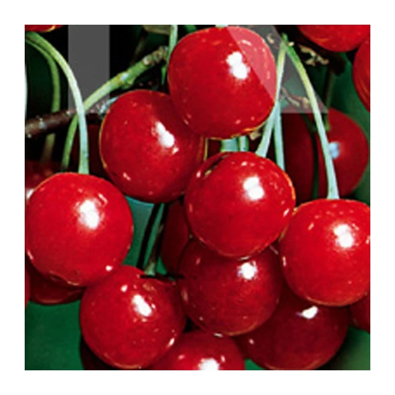 Cerezo Primie Giant 1 Cerezo Primie Giant