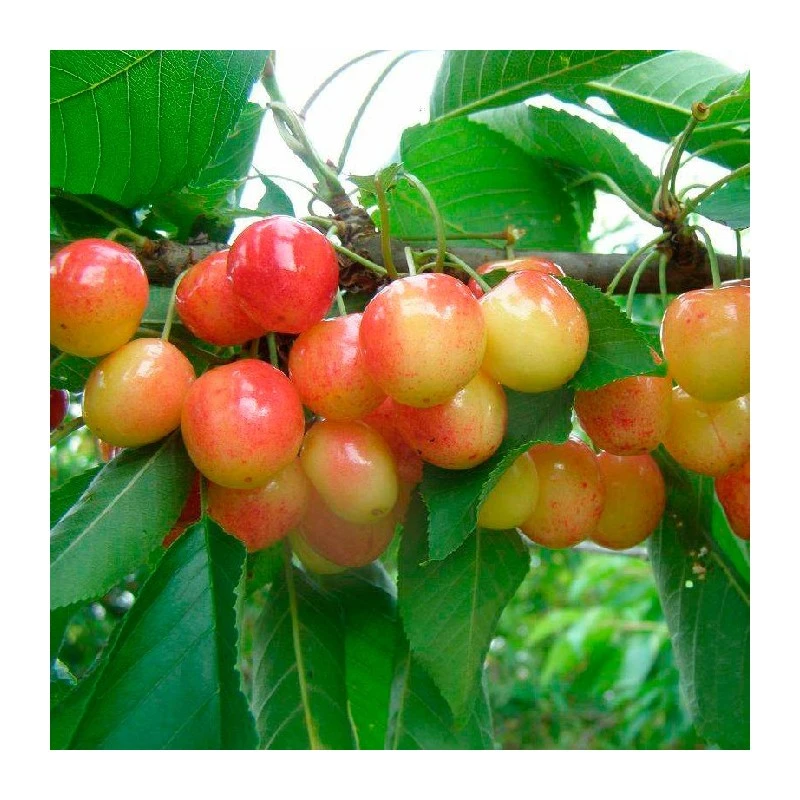 Cerezo Napoleón 1 Cerezo Napoleón