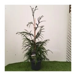 Chamaecyparis Naldrich Moutain