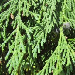 Chamaecyparis Nootkatensis Péndula -Jardín Y Exteriores chamaecyparis nootkatensis pendula 1