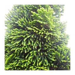 Chamaecyparis Obtusa Nana Grace -Jardín Y Exteriores chamaecyparis obtusa nana grace 1