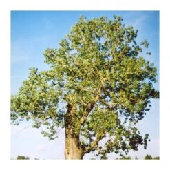 Chopo Canadensis EJEMPLAR