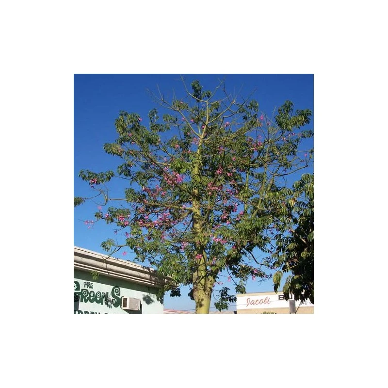 Chorisia Speciosa 1 Chorisia Speciosa