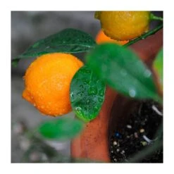 Citrus Limonia Osbeck -Jardín Y Exteriores citrus limonia osbeck 3