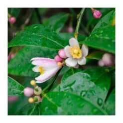 Citrus Limonia Osbeck -Jardín Y Exteriores citrus limonia osbeck 4