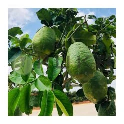 Citrus Medica Cidro -Jardín Y Exteriores citrus medica cidro 2