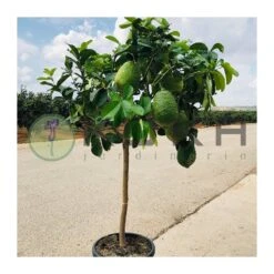 Citrus Medica Cidro -Jardín Y Exteriores citrus medica cidro 4