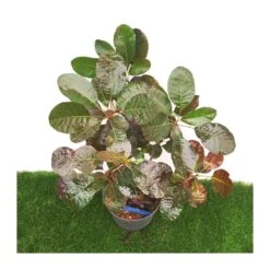 Cotinus Coggygria Royal Purple