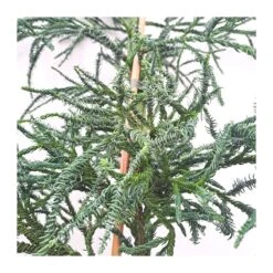 Cryptomeria Japonica Rasen -Jardín Y Exteriores criptomeria japonica rasen 1