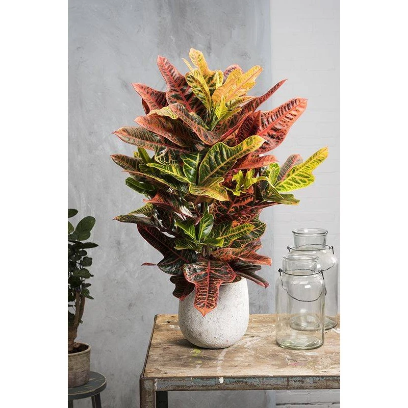 Croton Excellent 1 Croton Excellent