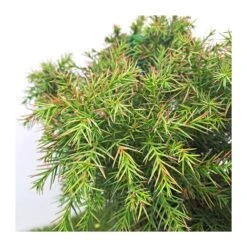 Cryptomeria Monstrosa Nana 3 Cryptomeria Monstrosa Nana -Jardín Y Exteriores cryptomeria monstrosa nana 1