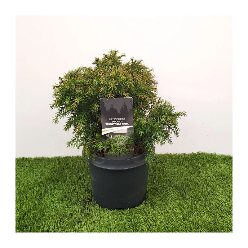 Cryptomeria Monstrosa Nana 1 Cryptomeria Monstrosa Nana