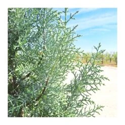 Cupressus Arizonica -Jardín Y Exteriores cupressus arizonica 2