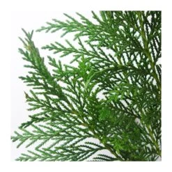 Cupressus Leylandii -Jardín Y Exteriores cupressus leylandii 3