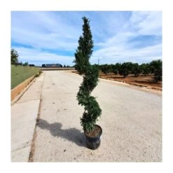Cupressus Leylandii Espiral -Jardín Y Exteriores cupressus leylandii 5