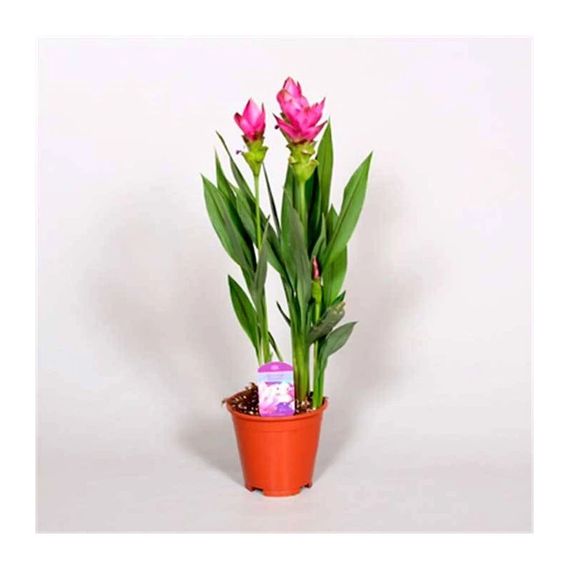 Cúrcuma Alismatifolia 2 Cúrcuma Alismatifolia - Imagen 2